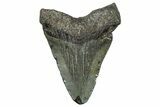 Juvenile Megalodon Tooth - South Carolina #368678-1